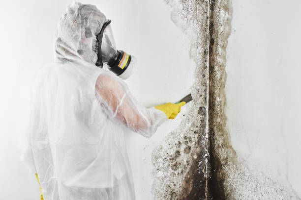 Best Mold Remediation Experts  in Prospect Rk, PA