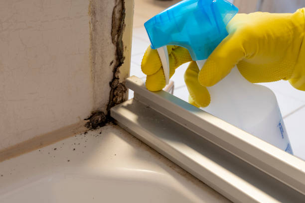 Best Crawl Space Mold Removal  in Prospect Rk, PA