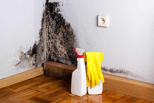 Best Commercial Mold Removal  in Prospect Rk, PA