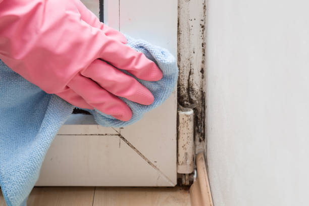 Best Attic Mold Removal  in Prospect Rk, PA