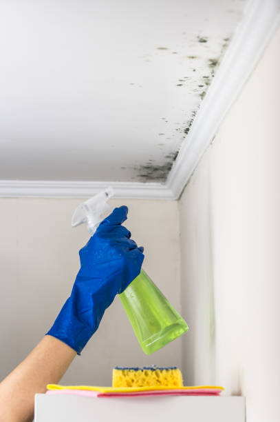 Best Mold Removal Specialists  in Prospect Rk, PA