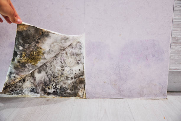Best Black Mold Removal  in Prospect Rk, PA